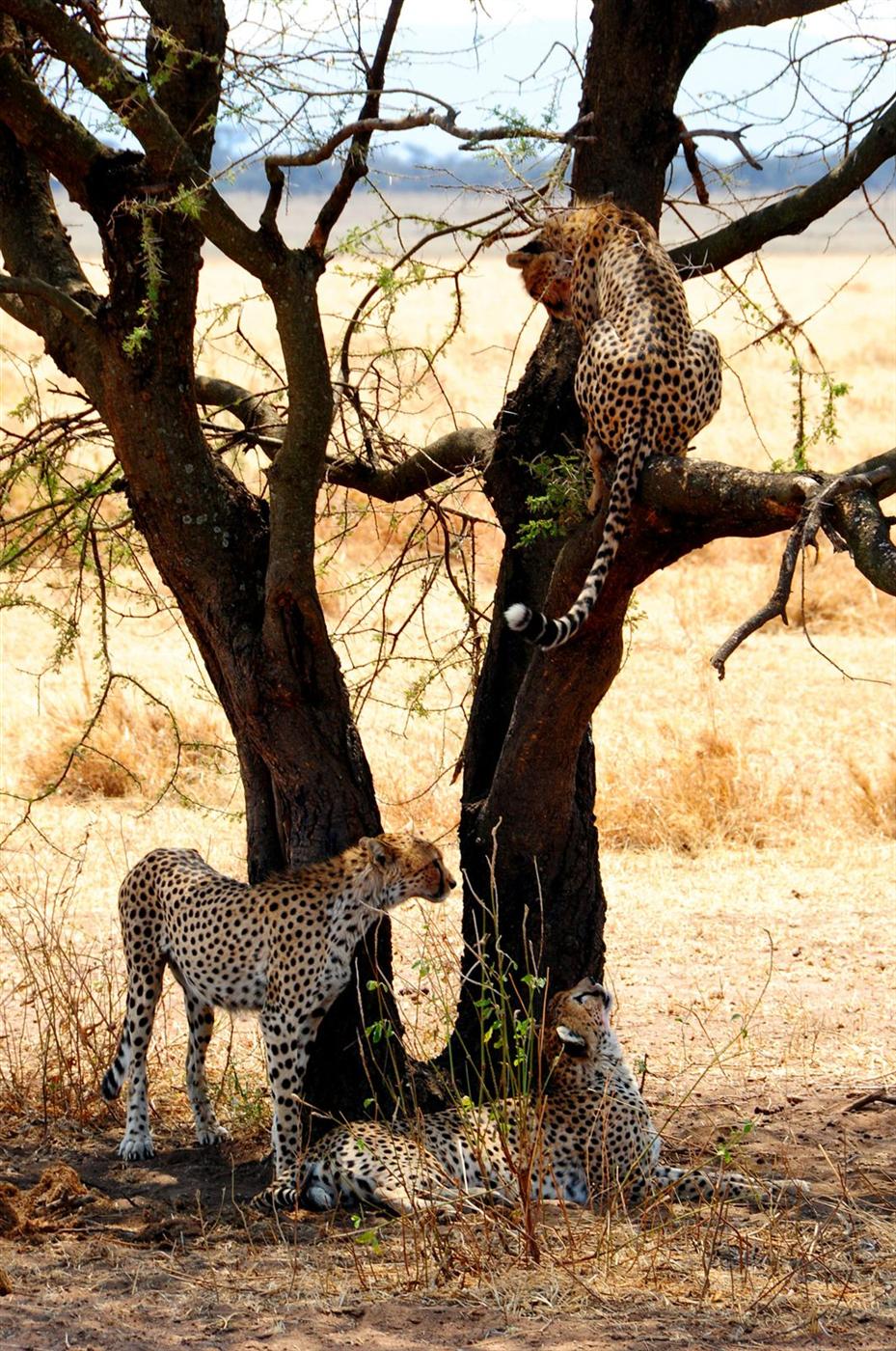 Serengeti safari destination