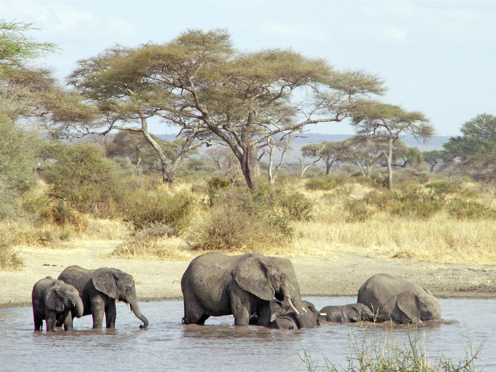 Serengeti scene 1