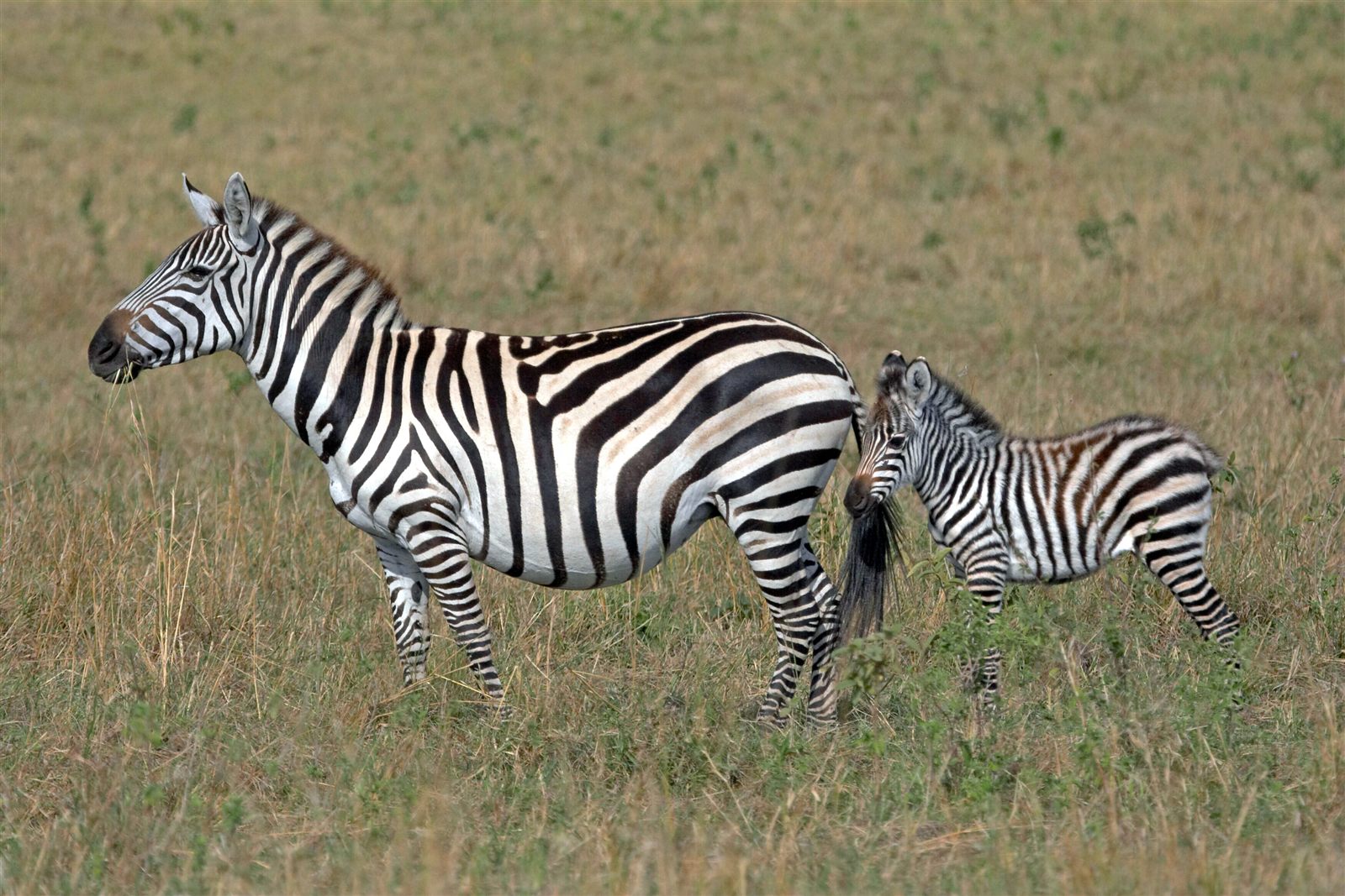Serengeti scene 3