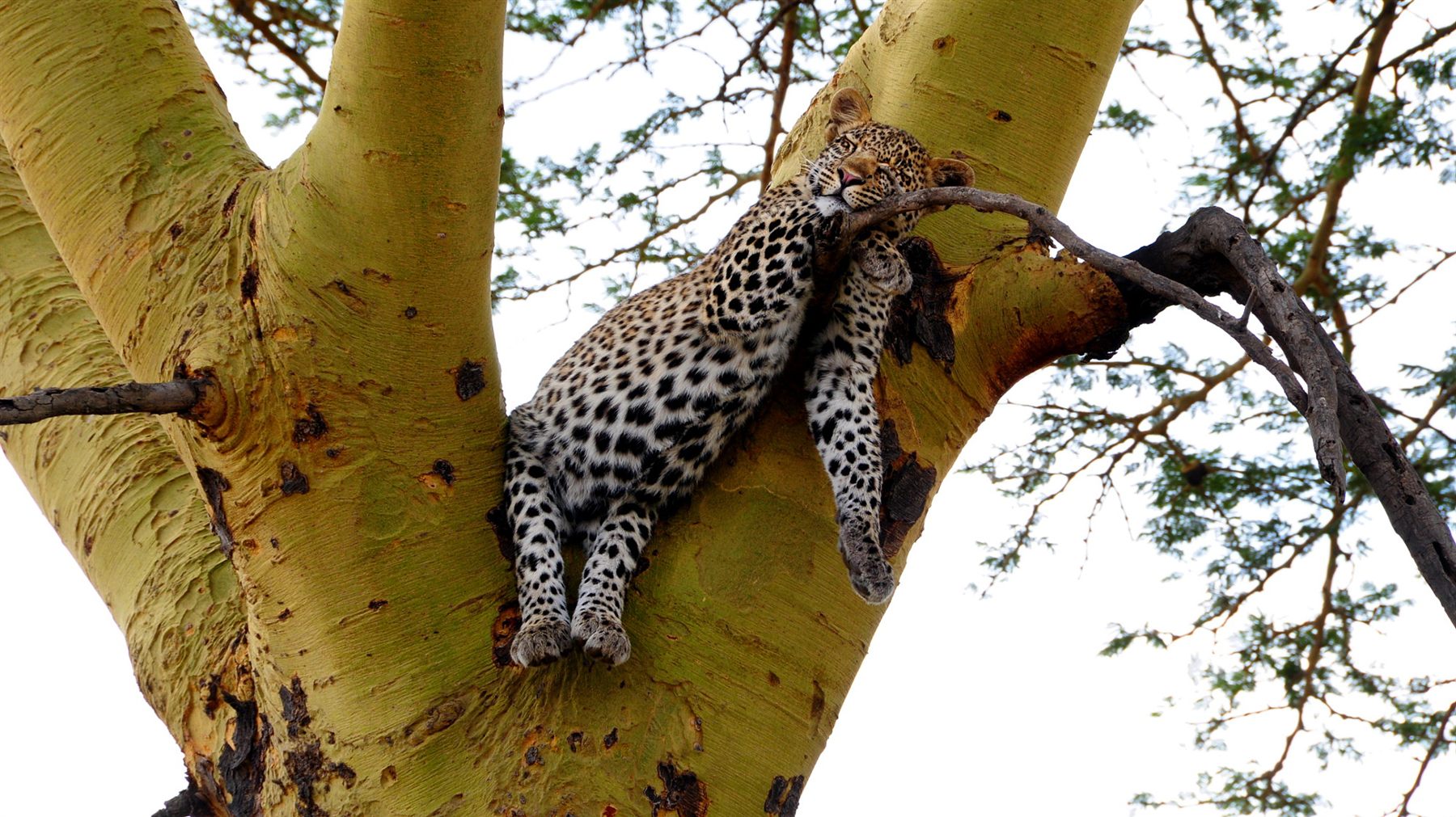 Serengeti Migration & Ngorongoro
